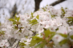 ２０１４：桜開花　ｂｙ-H