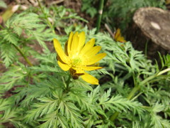 お隣の花壇－Ⅰ