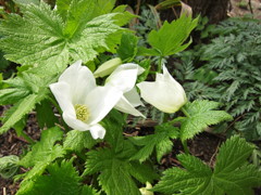 お隣の花壇－Ⅳ