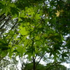 公園の緑樹－２