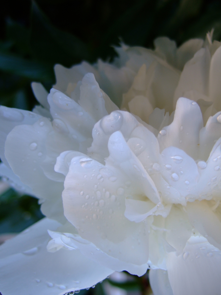 梅雨の白い花
