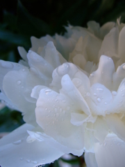 梅雨の白い花