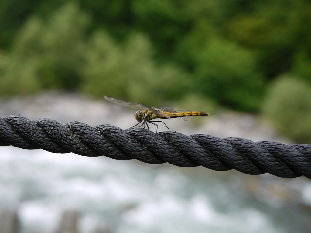 トンボの綱渡り