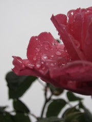 雨の日－Ⅴ