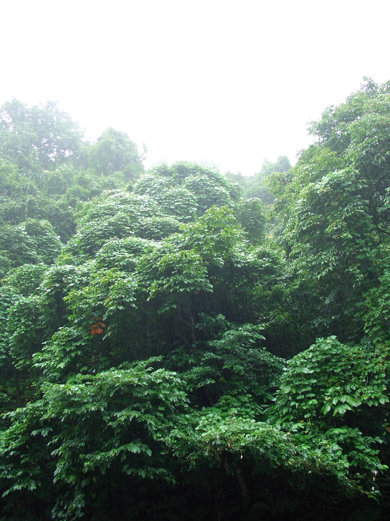 八月の雨