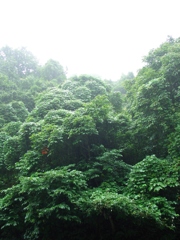 八月の雨