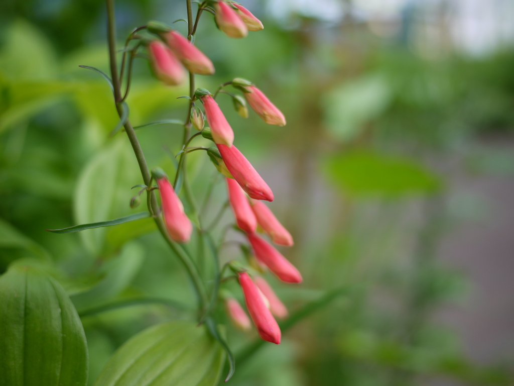 遊歩道の可憐見っけ