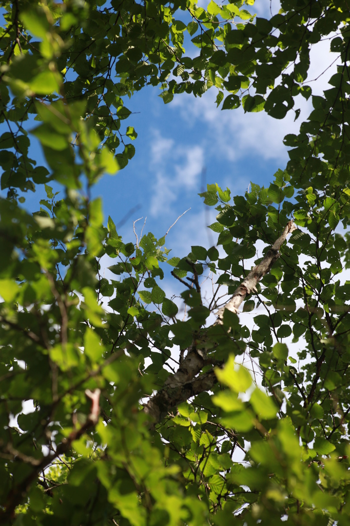 見上げた空