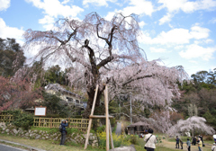 春は霞か桜は紅枝垂れ２