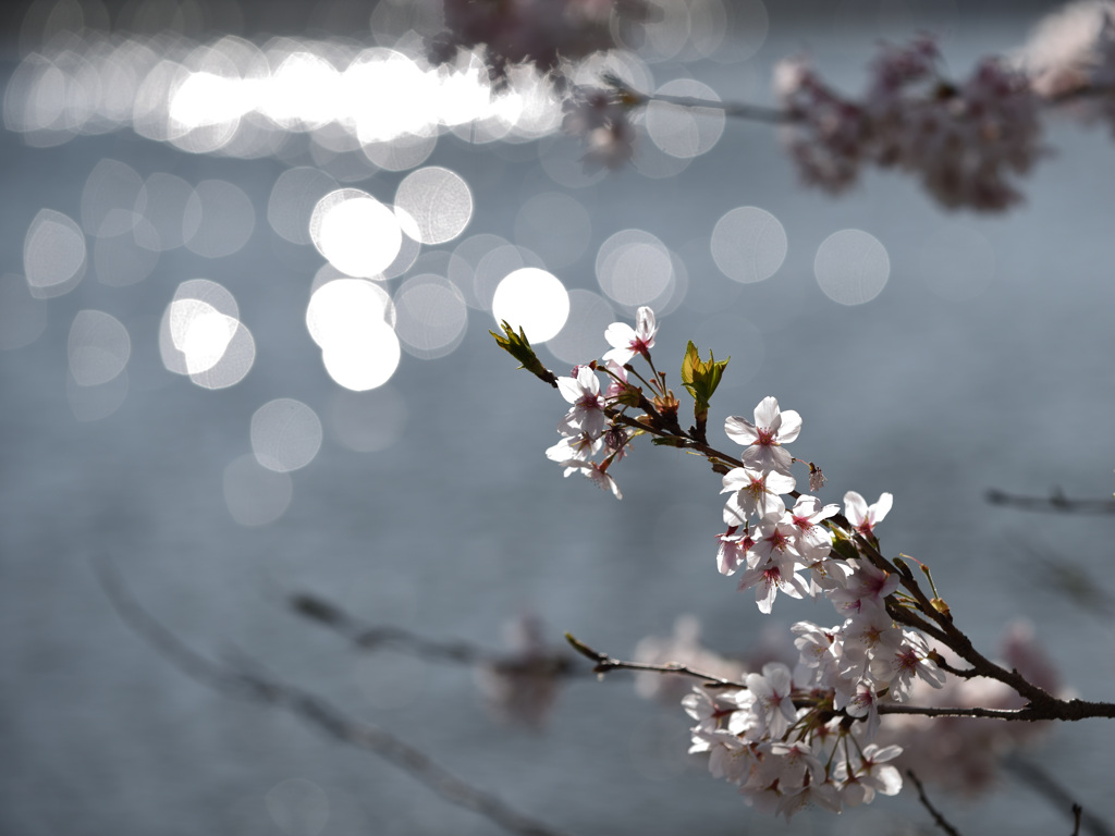 玉ぼけと桜