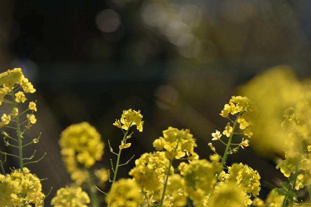 shining yellow 