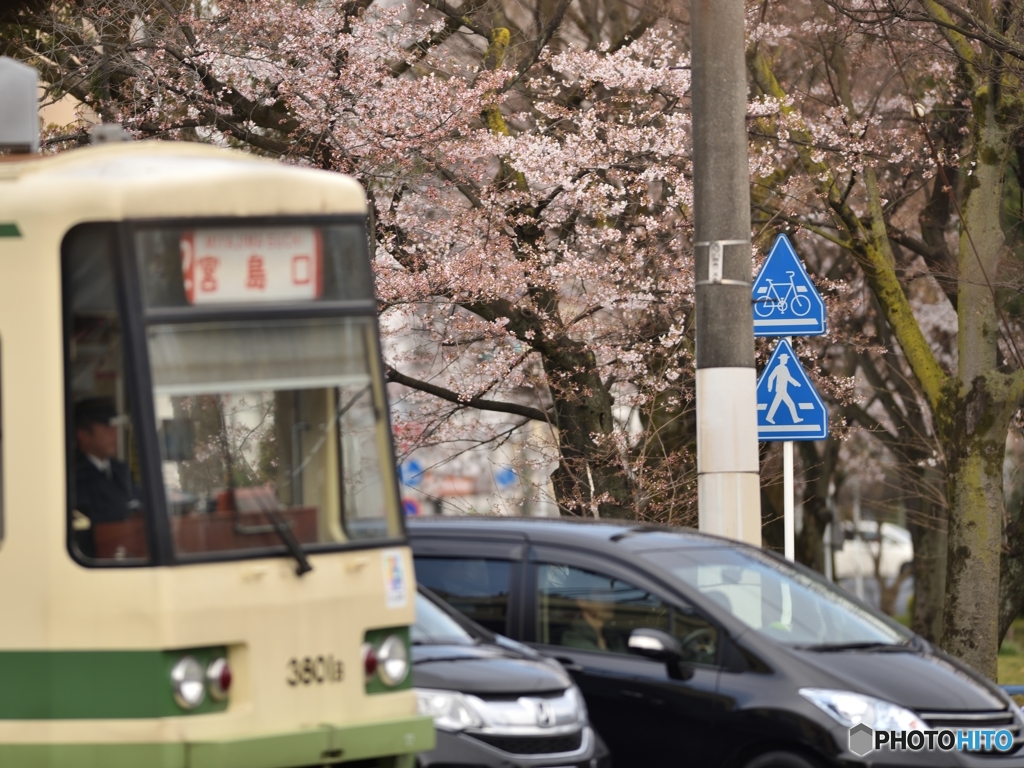 桜電車②