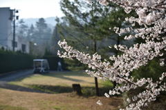 ラウンド前の桜の一時