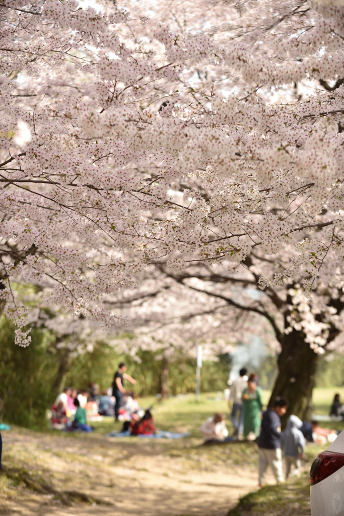 桜トンネル