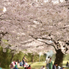 桜トンネル