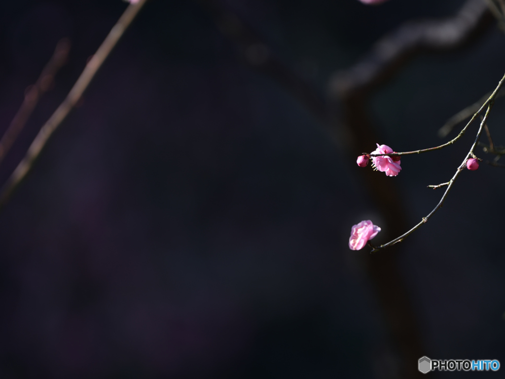 紅梅3