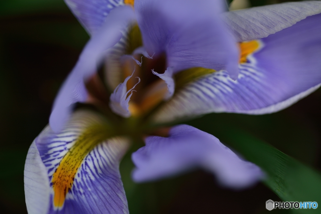 早すぎる春告げ花