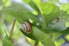 紫陽花にカタツムリ