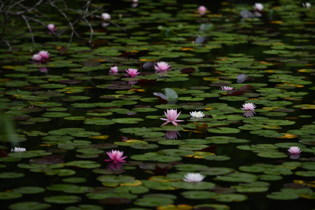 睡蓮の池
