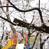桜とすべり台