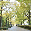 銀杏並木の通学路