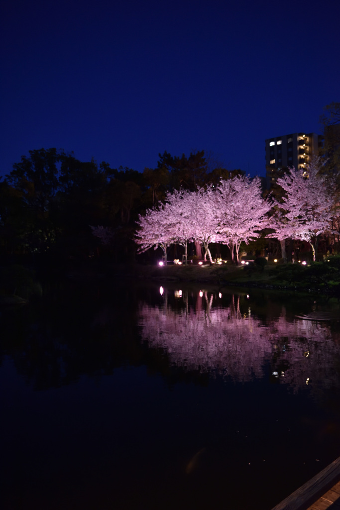 夜桜２