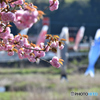 八重の桜