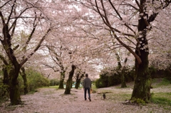 桜色の散歩路