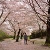 桜色の散歩路