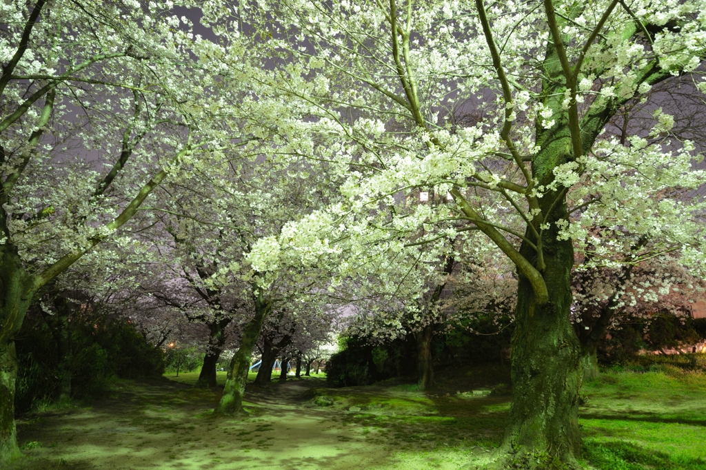 夜桜散歩道