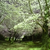 夜桜散歩道