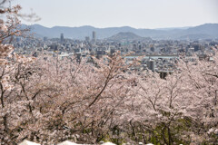 桜越しのi広島