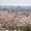 桜越しのi広島