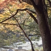紅葉を撮る①