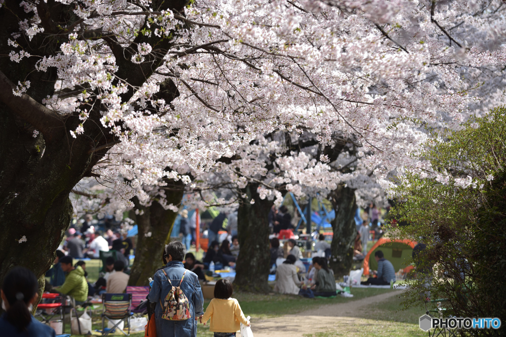 お花見風景