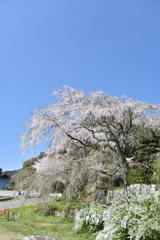 神原のしだれ桜２