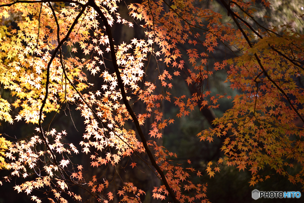 紅葉点描