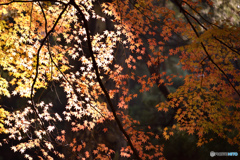 紅葉点描