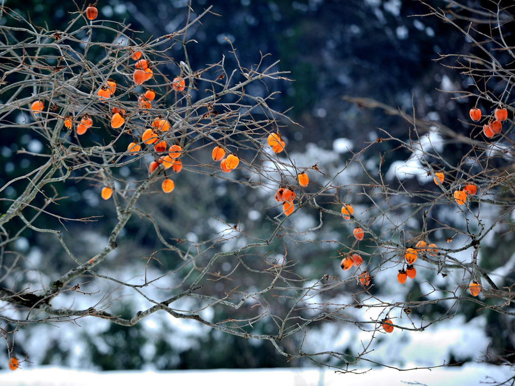 雪柿