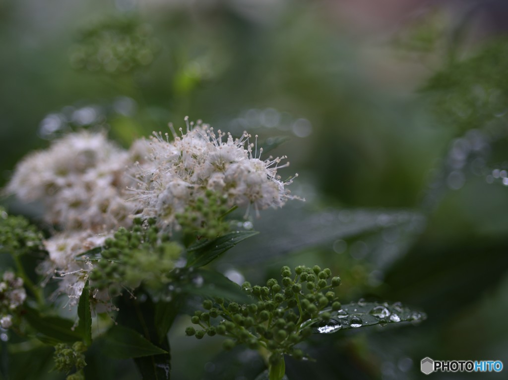 雨と紫陽花Ⅱ