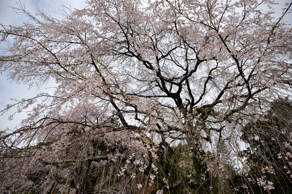 満天の桜