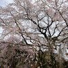 満天の桜