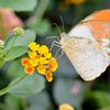 「幸せを呼ぶチョウ」とも言われてます