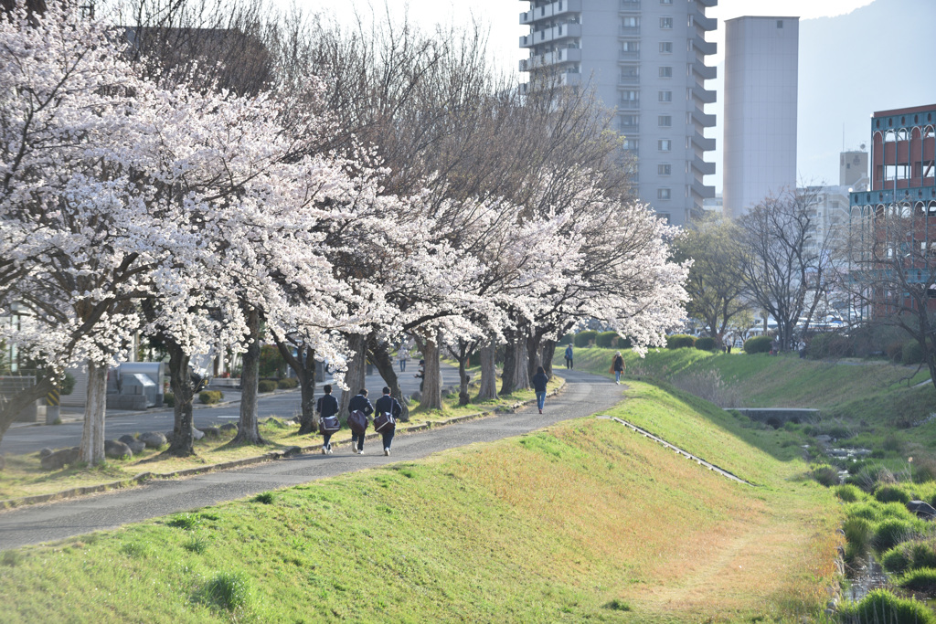 桜道２