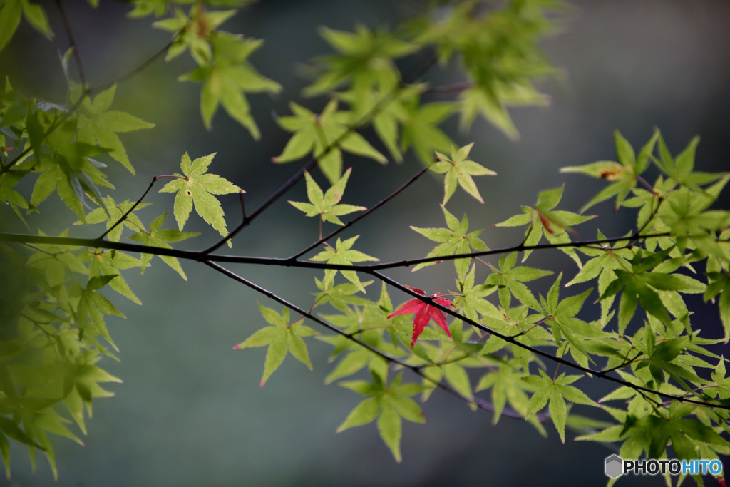 紅　一重