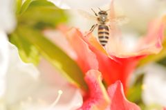 ツツジと蜜蜂