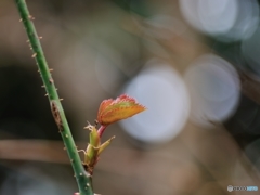 芽吹き