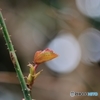 芽吹き