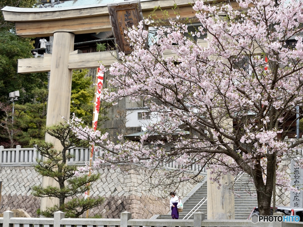 出雲大社広島分詞の桜 By Punta Id 写真共有サイト Photohito