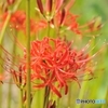 悲願花2015